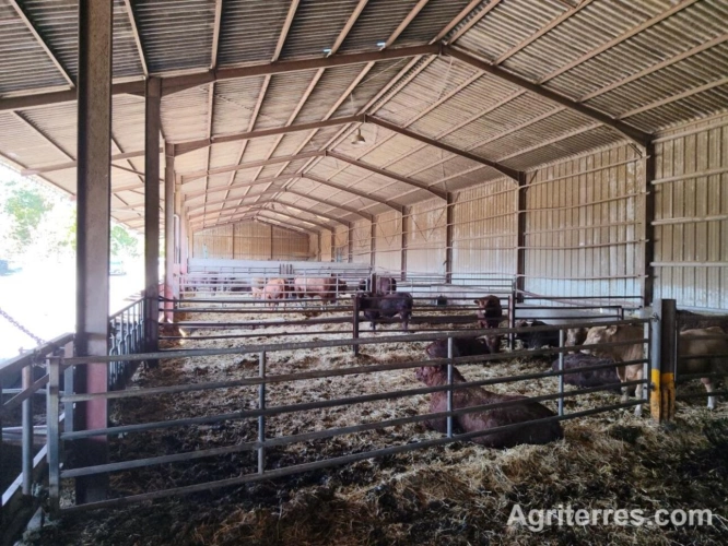 Photos 3 - Agricole - GRAND EST DOMAINE AGRICOLE – ÉLEVAGE BOVIN VIANDE – CLÉ EN MAIN