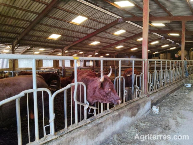 Photos 5 - Agricole - GRAND EST DOMAINE AGRICOLE – ÉLEVAGE BOVIN VIANDE – CLÉ EN MAIN