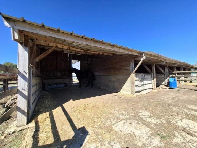 Photos 18 - Équestre - À VENDRE - Magnifique domaine équestre avec maison de caract