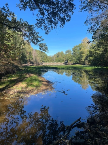Photos 6 - Forestière - Etang de 6000 m2 sur parcelle d'1,6 hectare