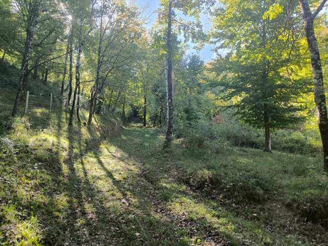 Photos 3 - Agricole - Splendide terrain de 98 ha ,  30 HA de prairies , 78 HA de bois