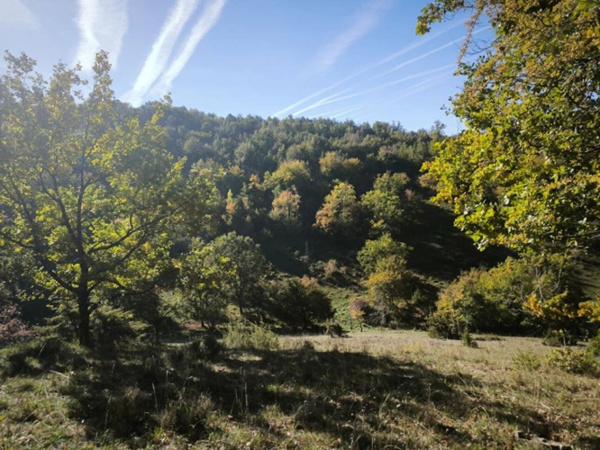 Photos 4 - Agricole - Splendide terrain de 98 ha ,  30 HA de prairies , 78 HA de bois