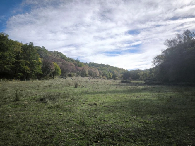 Photos 6 - Agricole - Splendide terrain de 98 ha ,  30 HA de prairies , 78 HA de bois