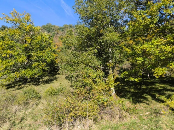 Photos 11 - Agricole - Splendide terrain de 98 ha ,  30 HA de prairies , 78 HA de bois