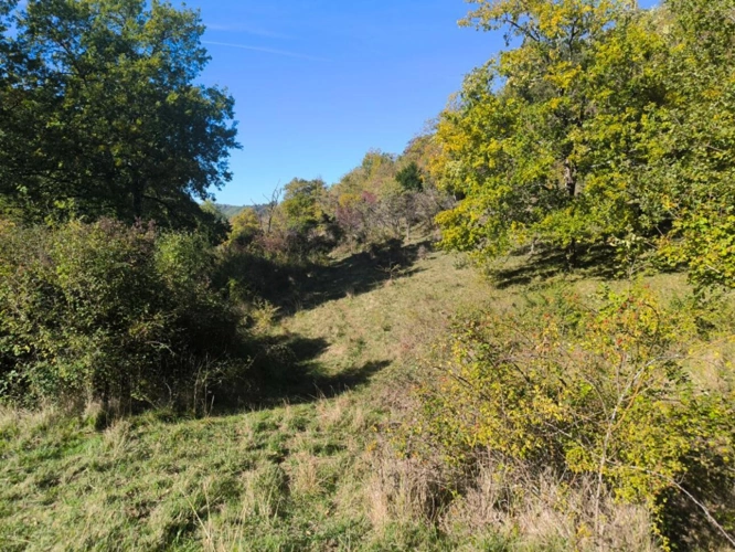 Photos 12 - Agricole - Splendide terrain de 98 ha ,  30 HA de prairies , 78 HA de bois