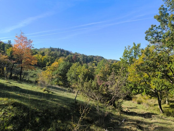 Photos 14 - Agricole - Splendide terrain de 98 ha ,  30 HA de prairies , 78 HA de bois