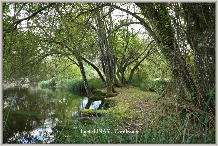 Photos 29 - Prestige - Domaine paysager reconnu avec parc floral, batiments et terres agricoles