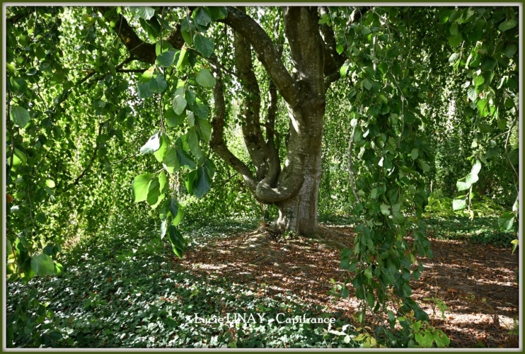 Photos 46 - Prestige - Domaine paysager reconnu avec parc floral, batiments et terres agricoles