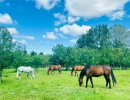 Vignette - Équestre - Domaine équestre sur plus de 6 hectares, proximité de toutes commodités