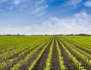 Vignette - Agricole - TARN ET GARONNE PROPRIETE AGRICOLE 94 HA