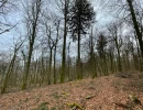 Vignette - Forestière - Forêt de Chêne de 22 hectares