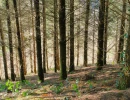 Vignette - Forestière - Forêt d’un seul tenant avec Douglas et feuillus de 7 ha dans le Lot