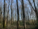 Vignette - Forestière - Belle futaie de chêne en Dordogne