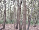 Vignette - Forestière - Forêt de chêne vert dans l’Aude