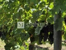 Vignette - Viticole - A la vente AOC Pomerol environ 1.50 ha de vignes