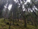 Vignette - Forest - Forêt de résineux dans le Jura