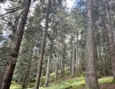 Vignette - Forest - Cashflow dès la première année – Sapinière de 32 ha dans le Pilat -Loire