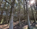 Vignette - Forest - Forêt de douglas à fort potentiel dans la Loire