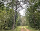 Vignette - Forestière - FORÊT DE PRODUCTION MIXTE