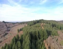 Vignette - Forestière - FORÊT DE PRODUCTION DYNAMIQUE DE DOUGLAS