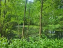 Vignette - Forestière - Terrain avec ETANG et bois à vendre  GLENAY (79) 4985 m²