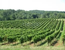 Vignette - Vineyard - 5,5ha vineyard in the Libourne region with vines and lands