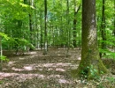 Vignette - Forest - Forêt dans le Nord avec chasse aux gros gibiers