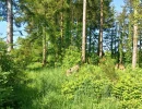 Vignette - Forestière - Forêt de résineux avec pâturage et fermette