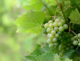 Vignette - Viticole - Rare opportunité… Vignoble en appellation Vouvray de 20 ha