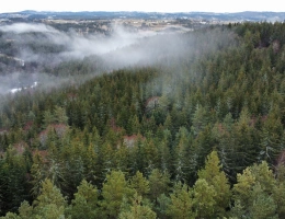 Vignette - Forestière - Investissement forestier – Aubrac (48)