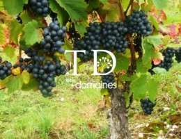 Vignette - Vineyard - Terrain à vendre Châteaumeillant