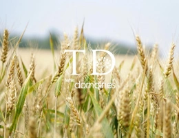 Vignette - Agricole - 138 hectares à la vente et 25 hectares à la location