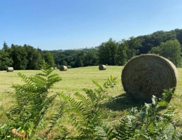 Vignette - Foncière - Terrain agricole