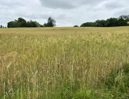 Vignette - Agricultural - 11 ha bio