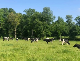Vignette - Agricole - Exploitation Laitière à moins de 20 Km de Dinan