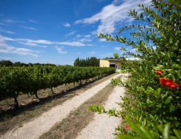 Vignette - Viticole - VENTE D'UN DOMAINE VITICOLE CLE EN MAIN EN PROVENCE