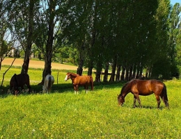 Vignette - Equestrian - 20 hectares' active equestrian property