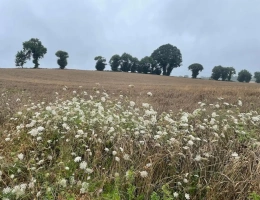 Vignette - Foncière - Terres agricoles Louées Ille et Vilaine