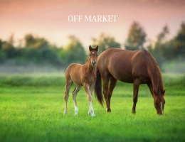Vignette - Equestrian - OFF MARKET -  Haras dexception de 15 hectares