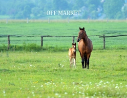 Vignette - Equestrian - Off Market - Equestrian structure in activity of more than 55ha (Rhône -Alpes)