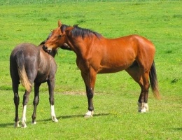 Vignette - Equestrian - Vosges Department (88), for sale CONTREXÉVILLE area - Agricultural land of 67,751 m2 - 6.7 ha - free