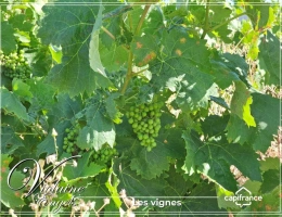 Vignette - Touristique - Domaine viticole d’exception à Cesseras – Minervois