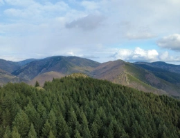 Vignette - Forestière - Forêt de Douglas à haut rendement