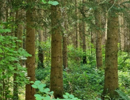 Vignette - Forest - Investissez dans une grange nichée au creux d’une futaie irrégulière de résineux