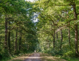 Vignette - Forestière - Futaie de Chêne sessile de 43 ha aux portes de Blois