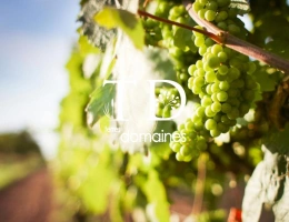 Vignette - Viticole - AOC Sancerre (Blanc)