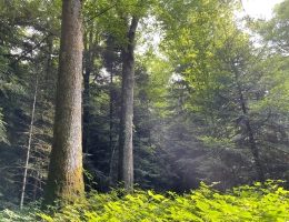Vignette - Forestière - Forêt mixte de 43 ha en Puisaye