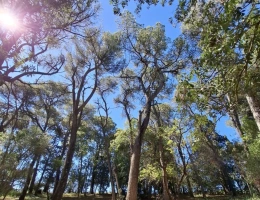 Vignette - Tourist - Property for sale 32 rooms near CARCASSONNE (11) 2 dwellings 522m2 + park 2.82 hectares + outbuildin