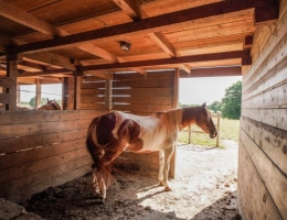 Vignette - Équestre - Maison à vendre 8 pièces proche de VONNAS (01)