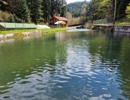 Vignette - Forestière - Dpt Bas-Rhin (67), à vendre proche de SAALES propriete P5 avec CHALET T5 + SALLE des FETES + ETANG / terrain de 1 ha où 10000 m2 environ